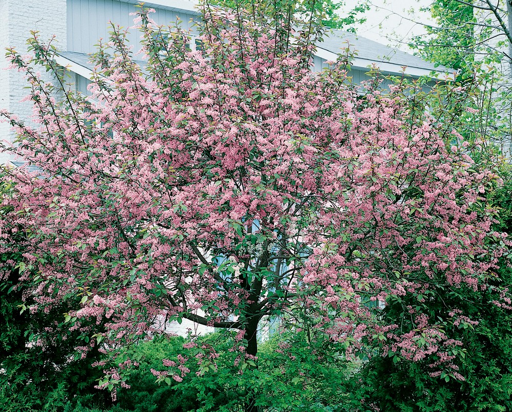 Cerisier Grappes Ou Bouquet De Mai Serres Du Lyc e